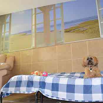 Lhasa Apso dog sitting on his gingham covered full size bed near a full size armchair with a beach scene background and a window with views to the garden