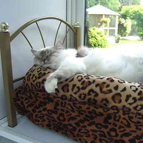 Gorgeous Ragdoll cat resting on a Victorian style brass bed with leopard print bedding