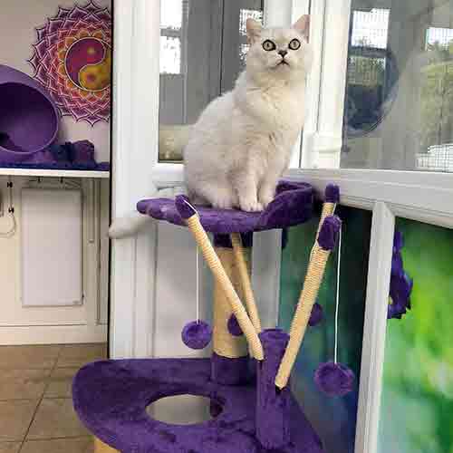 Cat sitting on top of her purple cat tree