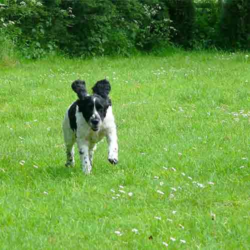 A dog running across the field, ears flapping!