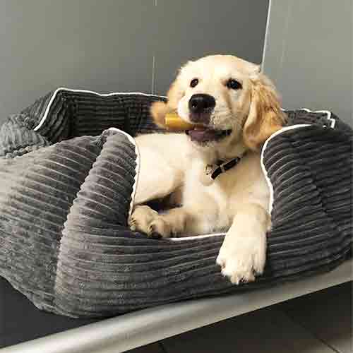 A Golden Retriever puppy relaxing in a soft bed with his favourite bone