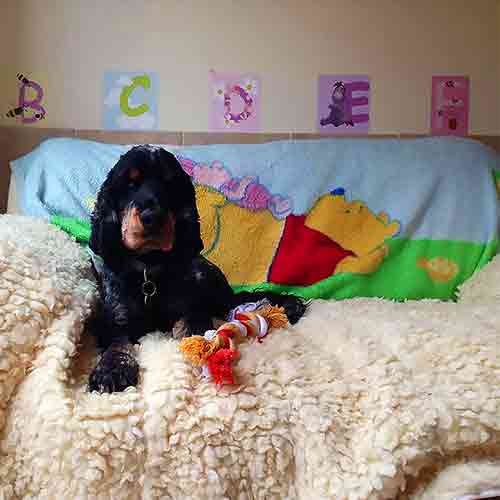 A dog resting on a comfy sherpa fleece on a large sofa with a Winnie The Pooh theme