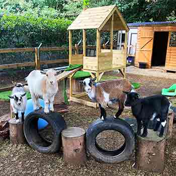 Four pet pygmy goats posing on tyres and logs