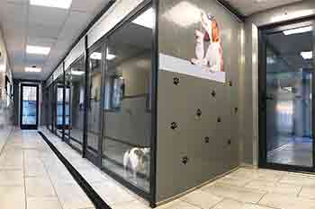 Dog kennels with glass fronts looking over a well lit corridor which leads to the garden
